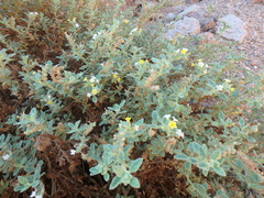 Heliotropium arbainense