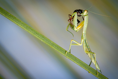 Orthodera