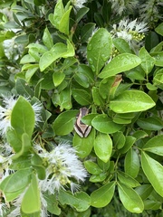 Dendropsophus elegans