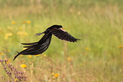 Euplectes progne