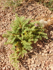 Fagonia mollis