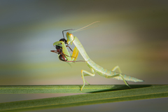 Orthodera