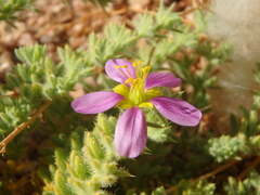 Fagonia mollis