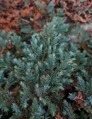 Juniperus communis