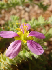 Fagonia mollis
