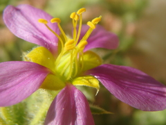 Fagonia mollis
