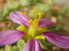 Fagonia mollis