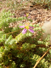 Fagonia mollis