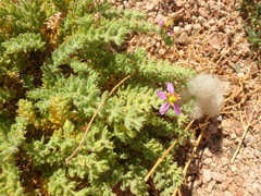 Fagonia mollis