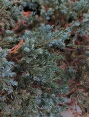 Juniperus communis