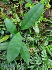 Anodendron benthamianum
