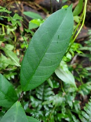 Anodendron benthamianum