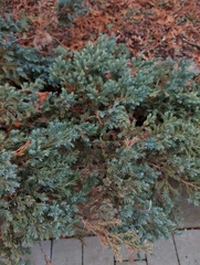 Juniperus communis