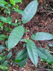 Anodendron benthamianum