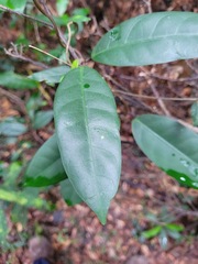 Anodendron benthamianum