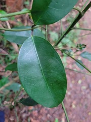 Anodendron benthamianum