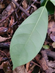 Anodendron benthamianum