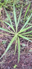 Cirsium horridulum vittatum