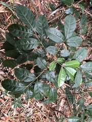 Aglaia rimosa