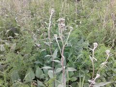 Saussurea controversa