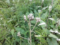 Saussurea controversa