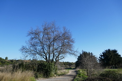 Prunus amygdalus