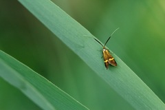Nemophora degeerella