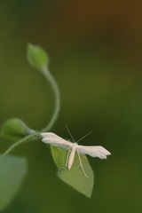 Pterophorus pentadactyla