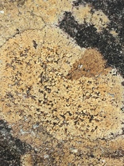 Ionaspis lacustris
