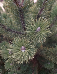 Pinus mugo