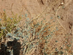 Pergularia tomentosa