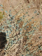 Pergularia tomentosa