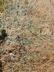 Pergularia tomentosa