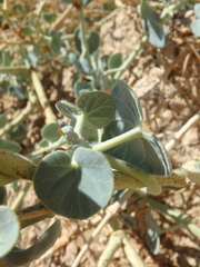 Pergularia tomentosa