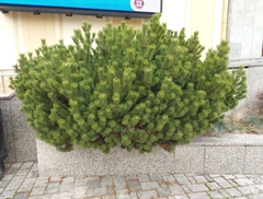 Pinus mugo