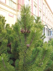 Pinus mugo