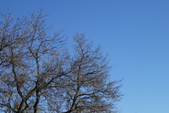Prunus amygdalus