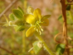 Cleome chrysantha
