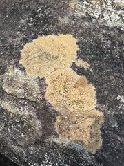 Ionaspis lacustris