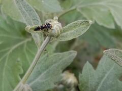 Coccinellinae