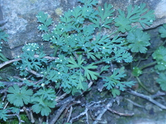 Fumaria officinalis