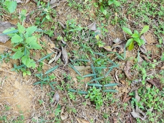 Hemidesmus indicus