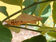 Papilio demodocus demodocus