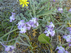 Matthiola tricuspidata