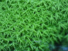 Tortella