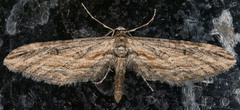Eupithecia acutipennis