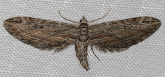 Eupithecia acutipennis