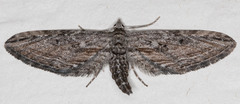 Eupithecia acutipennis