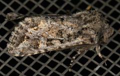 Miodera stigmata