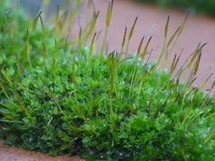 Tortula muralis muralis